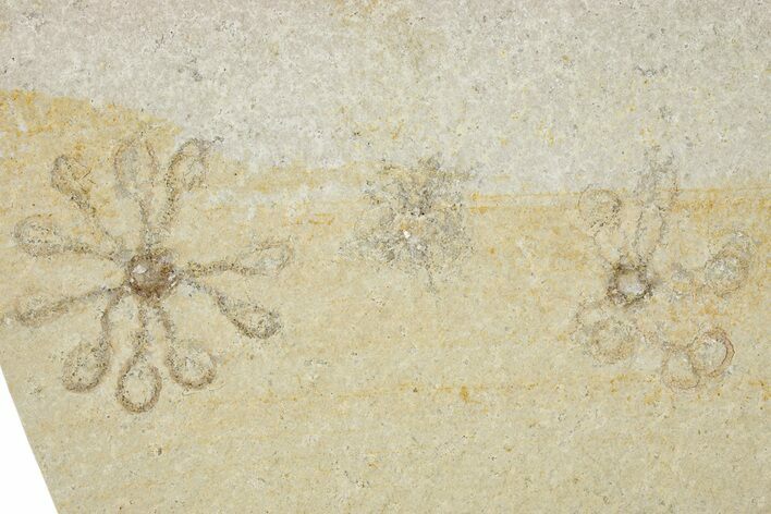 Two Floating Crinoid (Saccocoma) Fossils - Solnhofen Limestone #353556